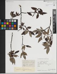 Foto von Salix lapponum L.